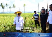 Wagub Idah Tinjau Panen Padi Prebiotik di Boalemo