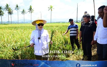 Wagub Idah Tinjau Panen Padi Prebiotik di Boalemo