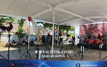 Saat Ayam Tak Sekadar Berkokok, Mereka "Tertawa" untuk Jadi Juara di Salatiga Regional 7 Juni 2026