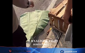 Heboh Dikira Jasad Bayi di Flyover Depok, Ternyata Bangkai Kucing News 6 Juni 2026