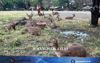 Viral Rusa Makan Sampah, Pemkot Solo Siapkan Konsep Penangkaran Baru Taman Sriwedari Regional 7 Juni 2026